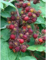 Rubus Phoenicolasius - Japanse Wijnbes