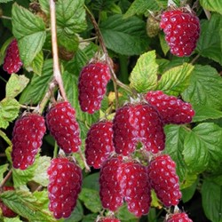 Rubus Tayberry - Taybes