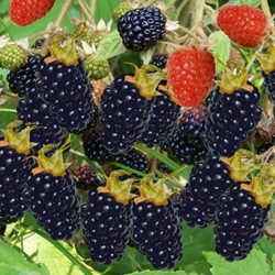Rubus Thornless Evergreen - Braam