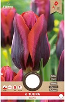 Tulp Slawa - Tulipa-2