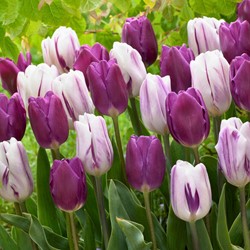 Tulpen Nova mix - Tulipa