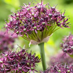 Allium atropurpureum - Sierui