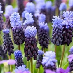 20 Muscari latifolium - Blauwe druifjes