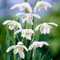 Sneeuwklokjes Flore Pleno - Galanthus nivalis