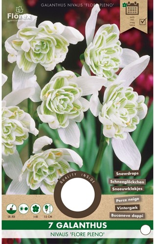 Sneeuwklokjes Flore Pleno - Galanthus nivalis-2