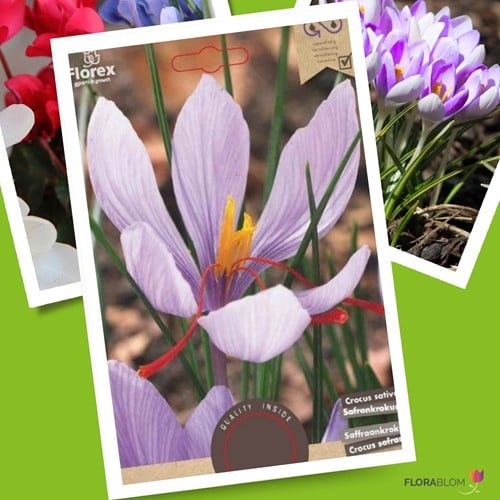 Saffraan krokus - Crocus sativus