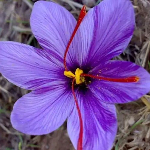 Saffraan krokus - Crocus sativus Grootverpakking XL