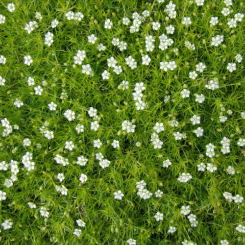 Sagina subulata - Priemvetmuuur