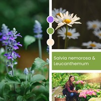 Planten Mix Salvia nemorosa & Leucanthemum