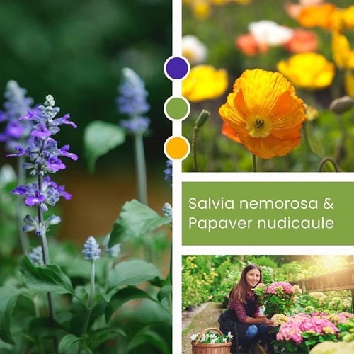 Planten Mix Salvia nemorosa & Papaver nudicaule