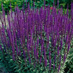 Bossalie Caradonna - Salvia nemorosa (Sixpack)