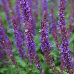 Bossalie Ostfriesland - Salvia nemorosa (Driepack)
