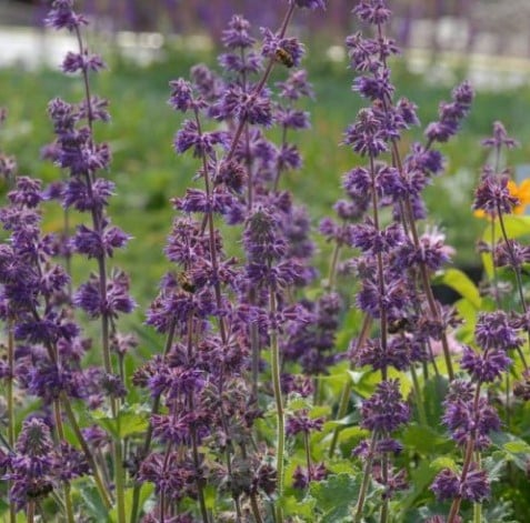 Salvia verticillata Purple Rain – Kranssalie