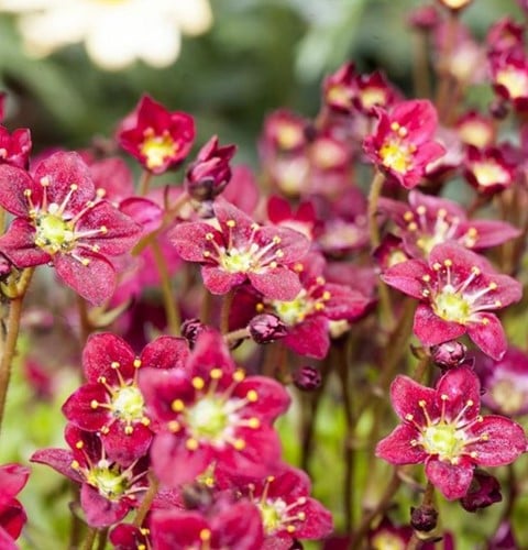 Saxifraga arendsii Purpurteppich - Steenbreek