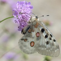 Scabiosa caucasica Perfecta - Duifkruid (Sixpack)-2