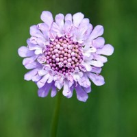 Scabiosa caucasica Perfecta - Duifkruid (Sixpack)