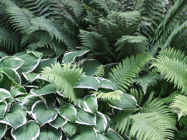 Schaduwtuin aanleggen