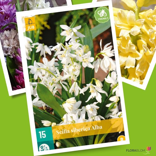 Scilla siberica Alba - Sterhyacint Wit
