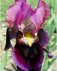 Iris Germanica Sen Lac - Baardiris (Driepack)
