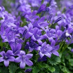 Servisch klokje Stella - Campanula poscharskyana