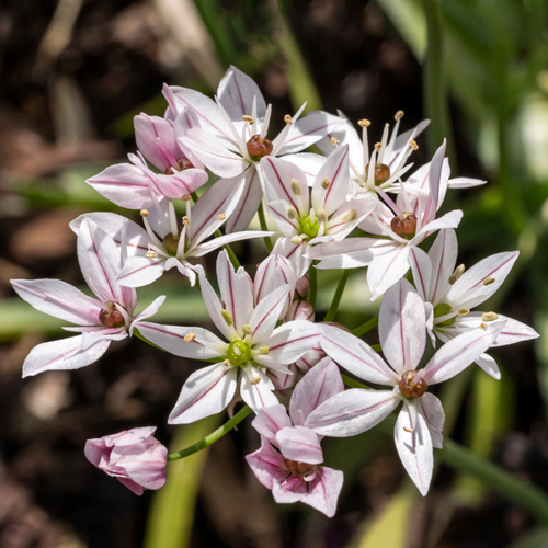 Sierui Cameleon - Allium