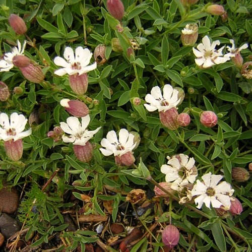 Lijmkruid - Silene maritima