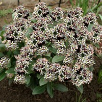 Skimmia japonica Godrie's Dwarf