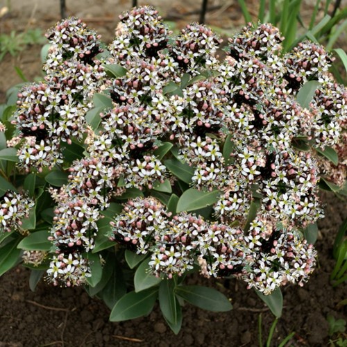 Skimmia japonica Godrie's Dwarf