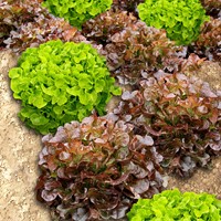 Pluksla Red Salad Bowl Zaadlint EKO