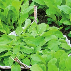Rucola, Raketkruid Pronto