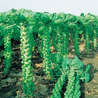 Spruitkool Roodnerf