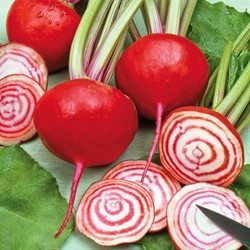 Rode Bieten Chioggia - Beta vulgaris