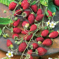 Aardbei (bos) Baron Solemacher