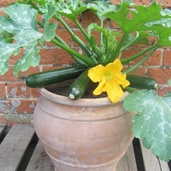 Courgette Patio Star F1