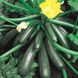 Courgette Ambassador F1