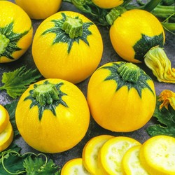 Courgette Sun Ball F1