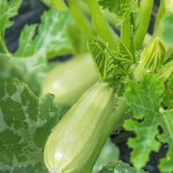 Courgette Grey Griller F1