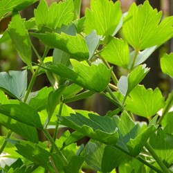 Lavas Maggiplant EKO - Levisticum officinalis