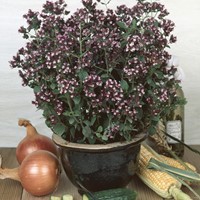 Oregano - Origanum Vulgaris EKO