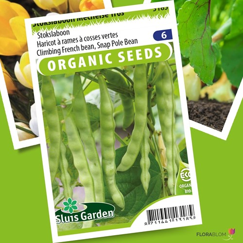 Stokslaboon Mechelse Tros BIO - Phaseolus vulgaris-2