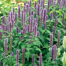 Dropplant Blue Spike - Agastache