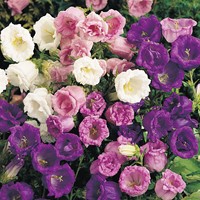 Klokjesbloem dubbelbloemig gemengd - Campanula mix