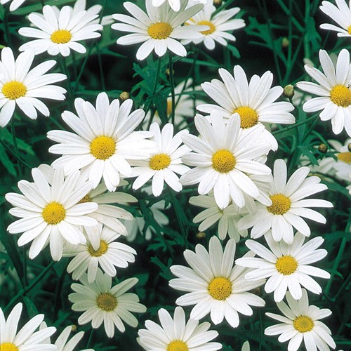 Margriet Alaska - Chrysanth
