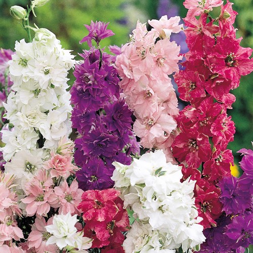 Ridderspoor Hyacinth bloemige Mix (Delphinium)