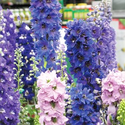 Ridderspoor Round Table Series mix - Delphinium