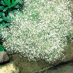 Bruidssluier White Design - Gypsophila