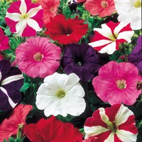 Petunia, lage soorten Choice Mixed