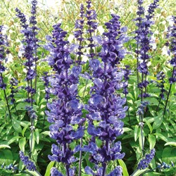 Salvia farinacea Blue Plus