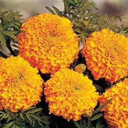 Afrikaan hoog Hawaii oranje - Tagetes