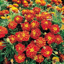 Afrikaan Rusty Red - Tagetes